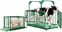 Весы для взвешивания коров и свиней