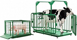 Весы для взвешивания коров и свиней